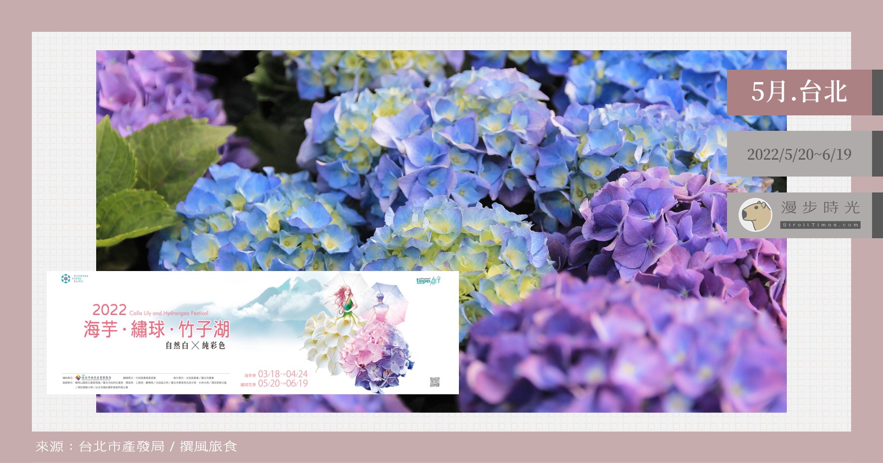 陽明山紫色浪漫！「2022竹子湖繡球花季」開跑，雲霧裡還有純彩色音樂會 @漫步時光