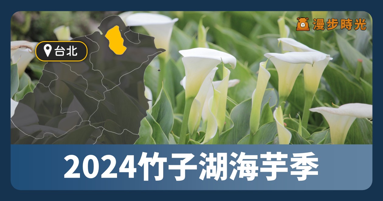 台北【2024竹子湖海芋季】白色情人節開幕式、地景花藝、生態人文解說