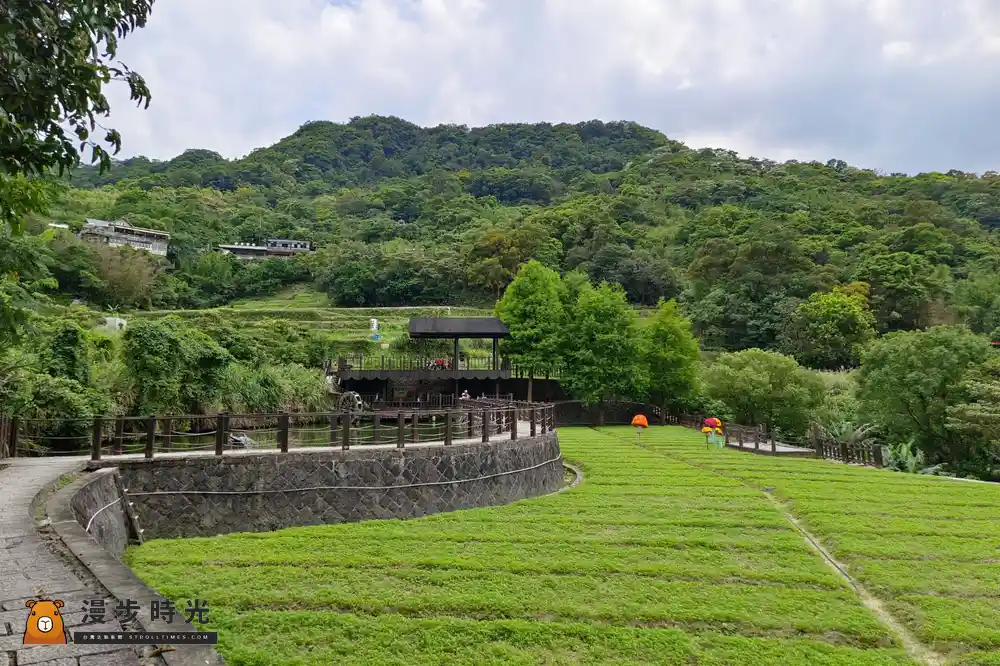 台北【樟樹步道花海展】健行賞花攻略！交通方式、最佳賞花點，百日草交織綻放（10/1~10/15）